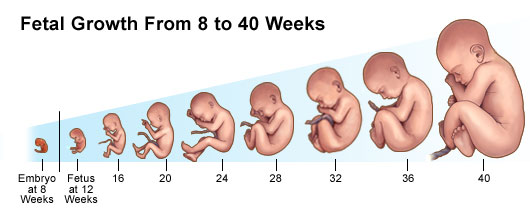 Fetal Growth From 8 To 40 Weeks